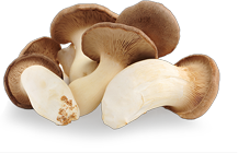 King Trumpet Mushroom - Antioxidant Rich