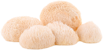 Lion's Mane Mushroom - Best for Focus and Cognitive Function