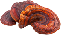 Reishi Mushroom - Stress Relief and Calm