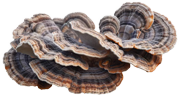 Turkey Tail Mushroom - Immune Support